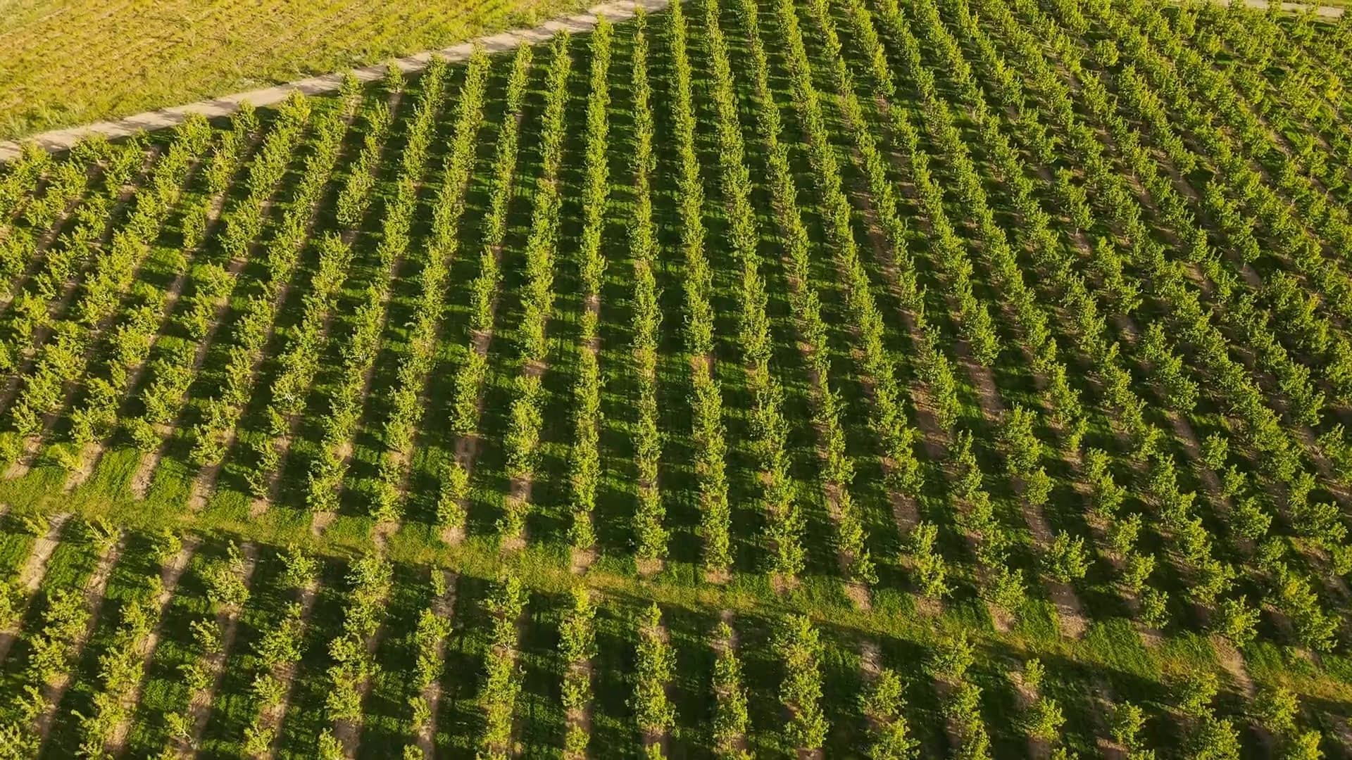 Un sobrevuelo aéreo de campos ondulados escaneados por el sistema FruitScope Vision de Orchard